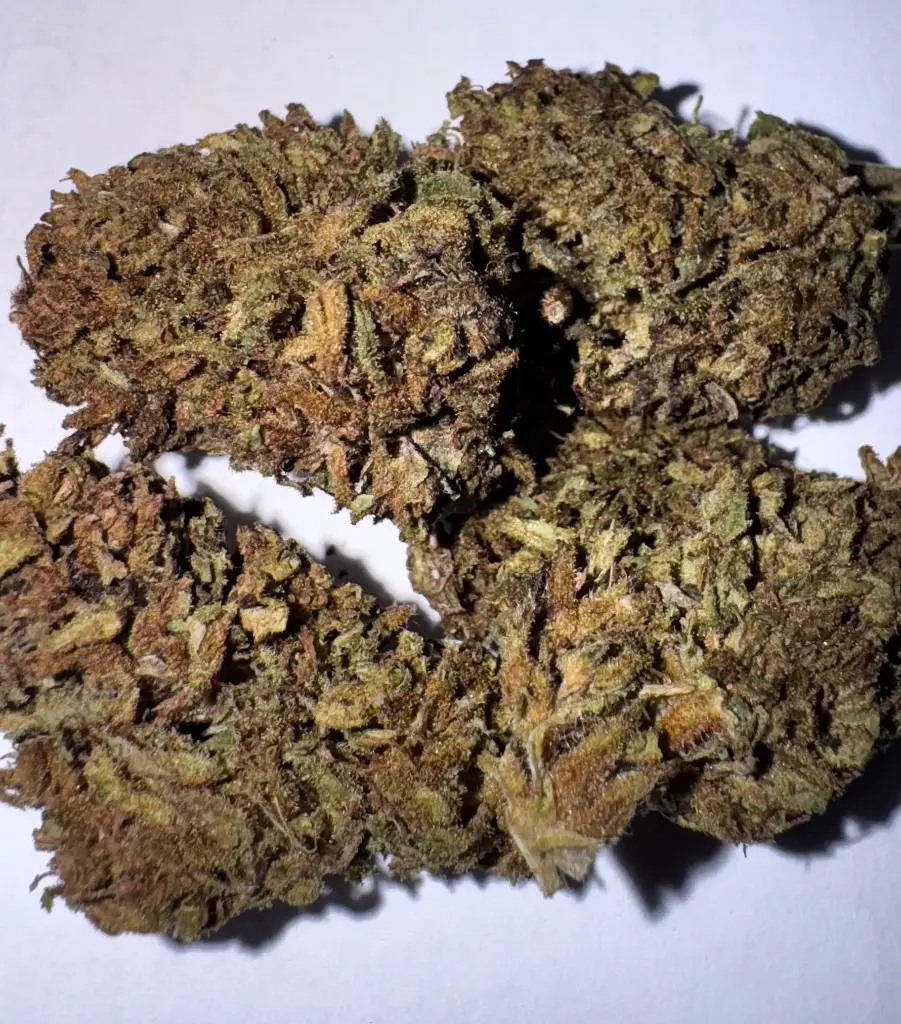 LULU LA NANTAISE – Chanvre Noir x Pinnacle Solutions [FLEURS]